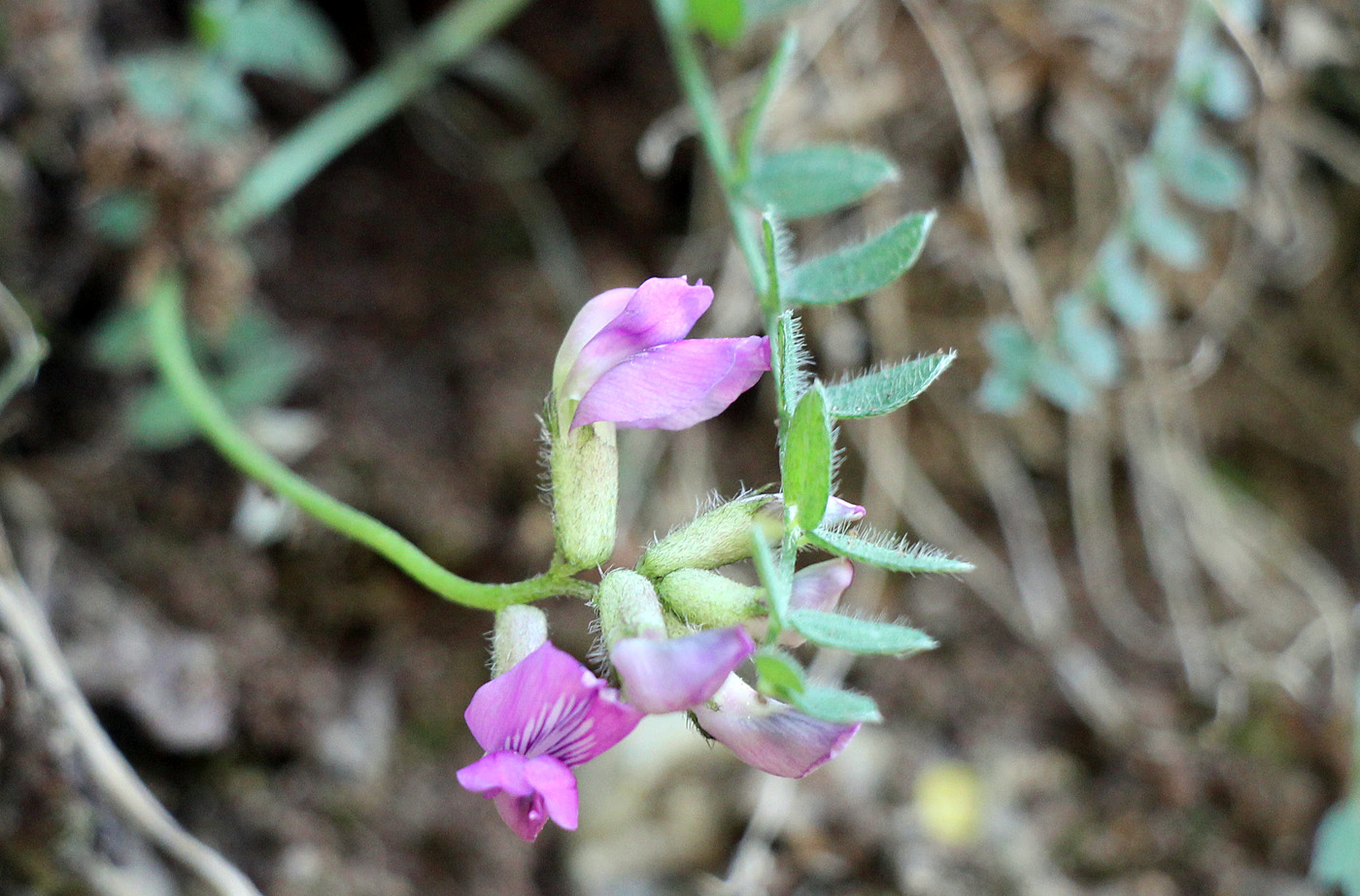 Image of Oxytropis humifusa specimen.