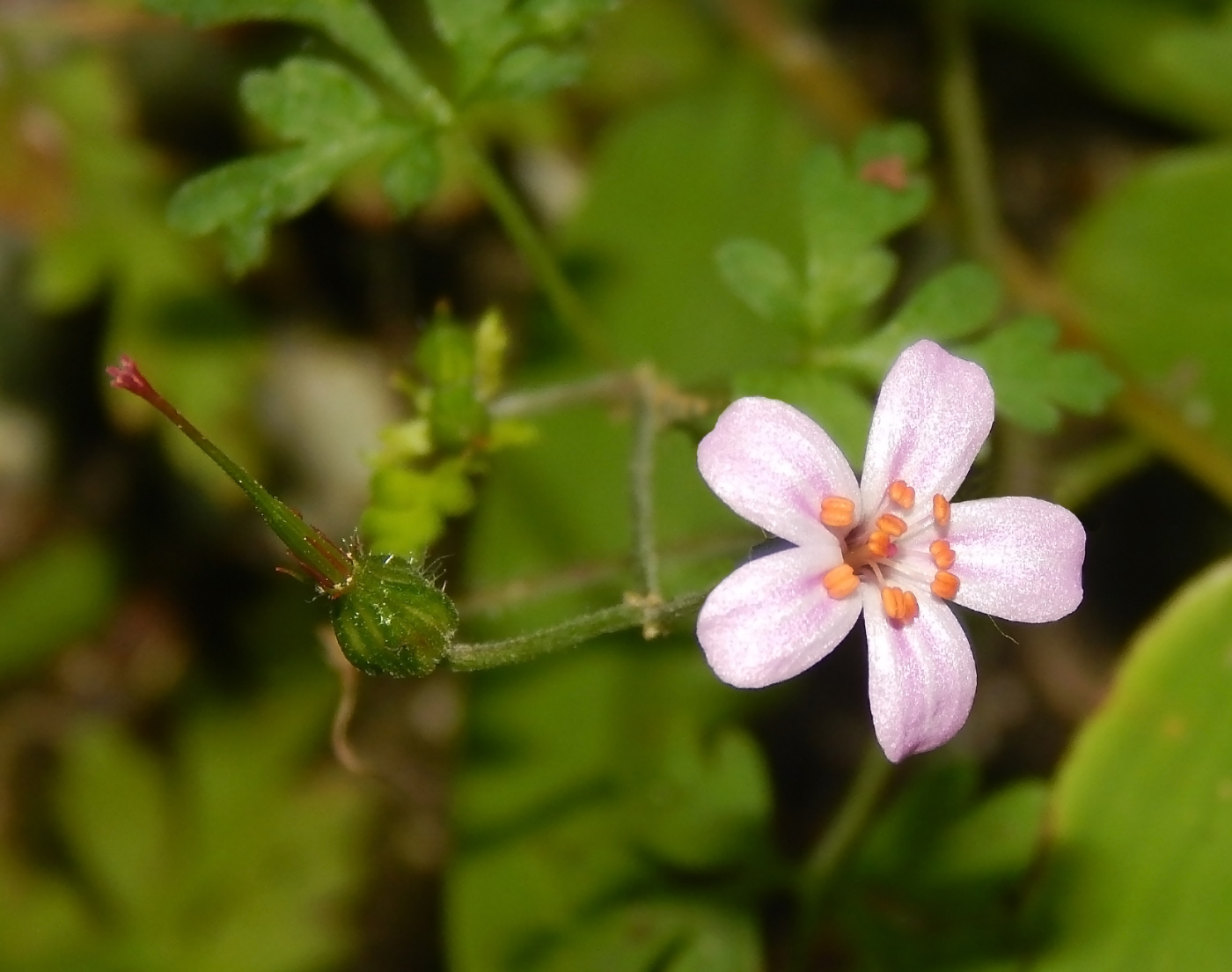 Image of Geranium robertianum specimen.