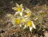 Image of taxon representative. Author is Александр Шатунов