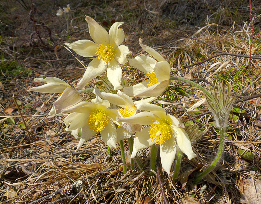 Изображение особи Pulsatilla uralensis.