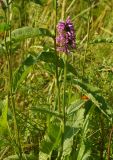 Betonica officinalis