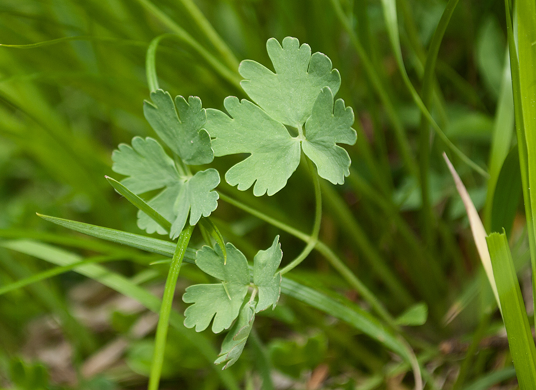 Изображение особи Aquilegia jucunda.