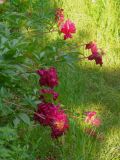 Paeonia lactiflora