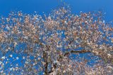 Amygdalus communis. Часть кроны цветущего дерева. Израиль, национальный парк \"Бейт Гуврин\", около дороги. 17.02.2020.