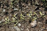 Silene chlorantha