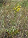 Senecio paucifolius