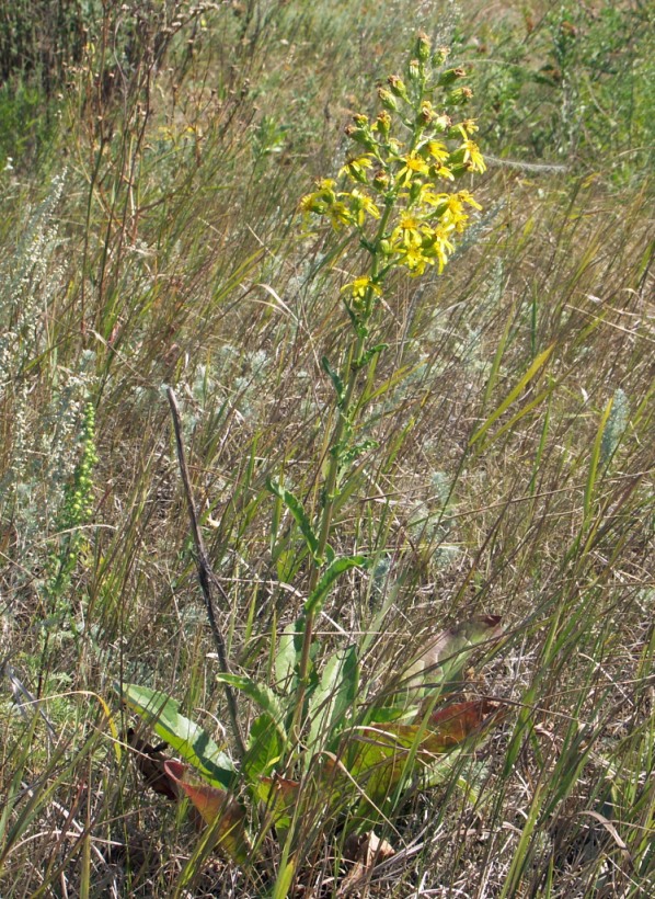 Image of Senecio paucifolius specimen.