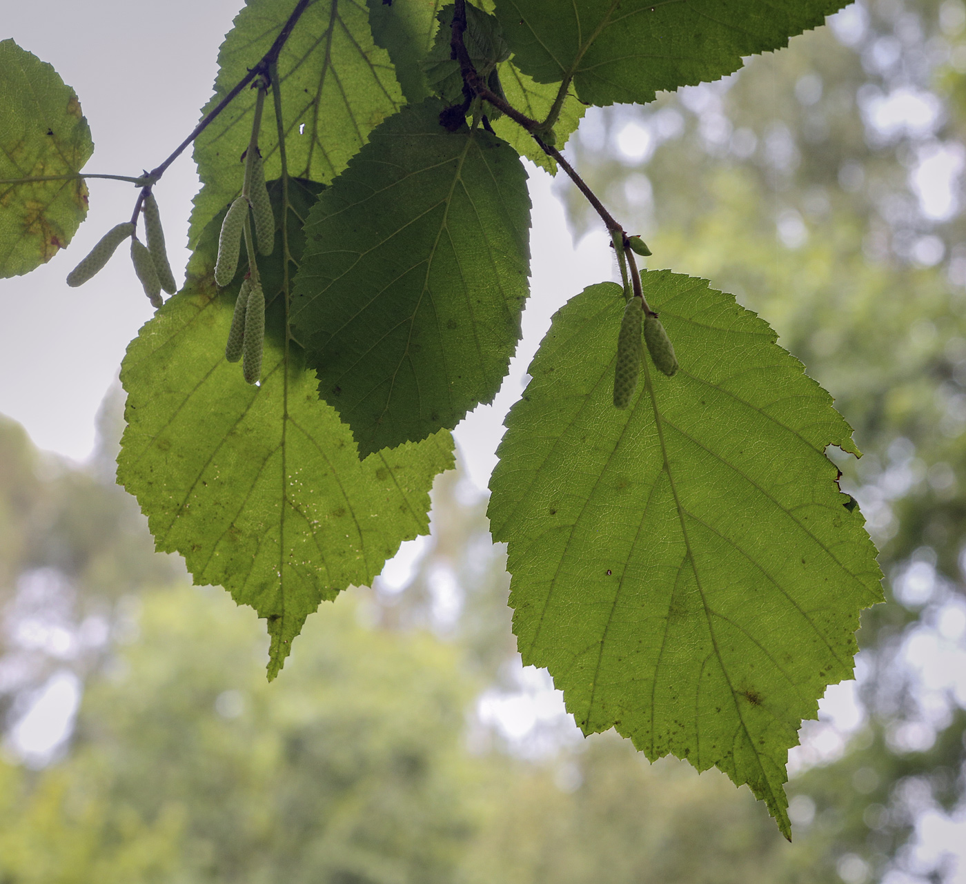 Image of Corylus avellana specimen.