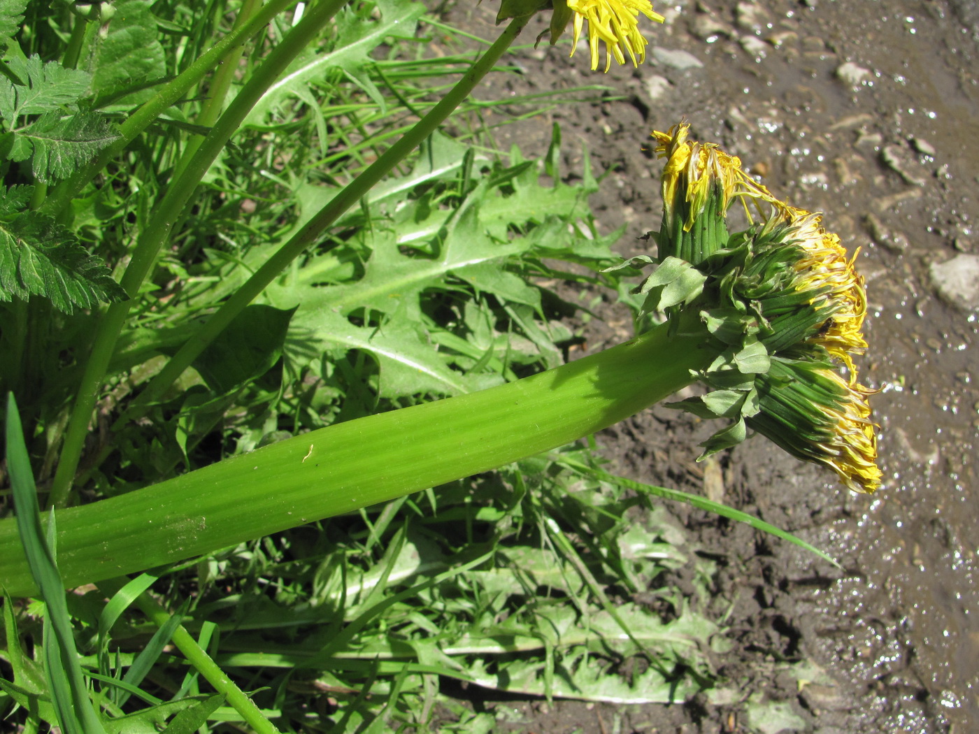 Изображение особи род Taraxacum.