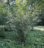 Laburnum anagyroides. Плодоносящее растение. Москва, ГБС, дендрарий. 31.08.2021.