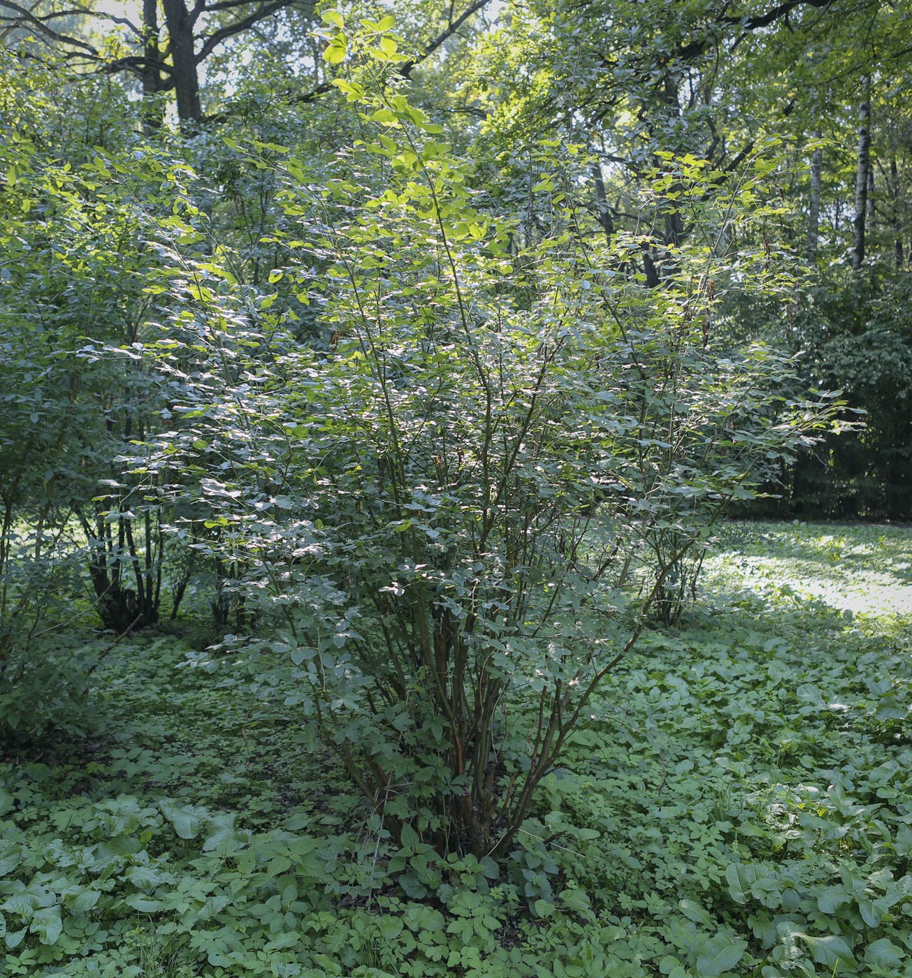 Image of Laburnum anagyroides specimen.