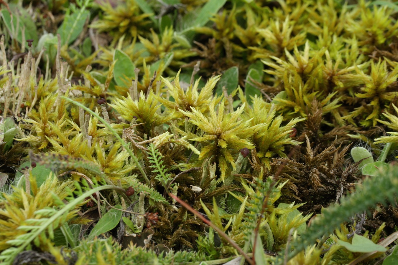 Image of Climacium dendroides specimen.