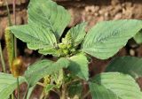 Amaranthus retroflexus