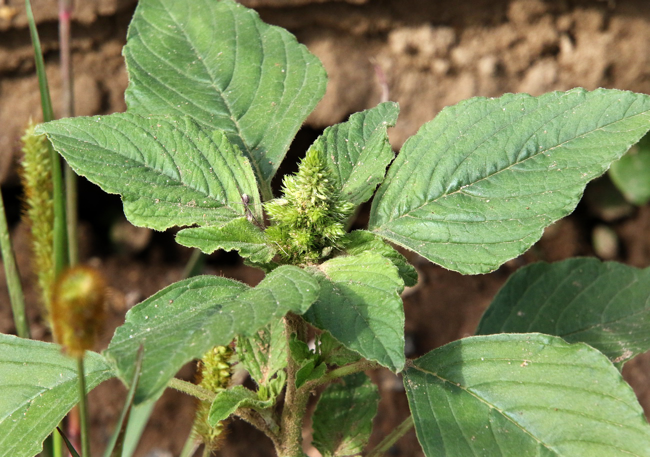 Image of Amaranthus retroflexus specimen.