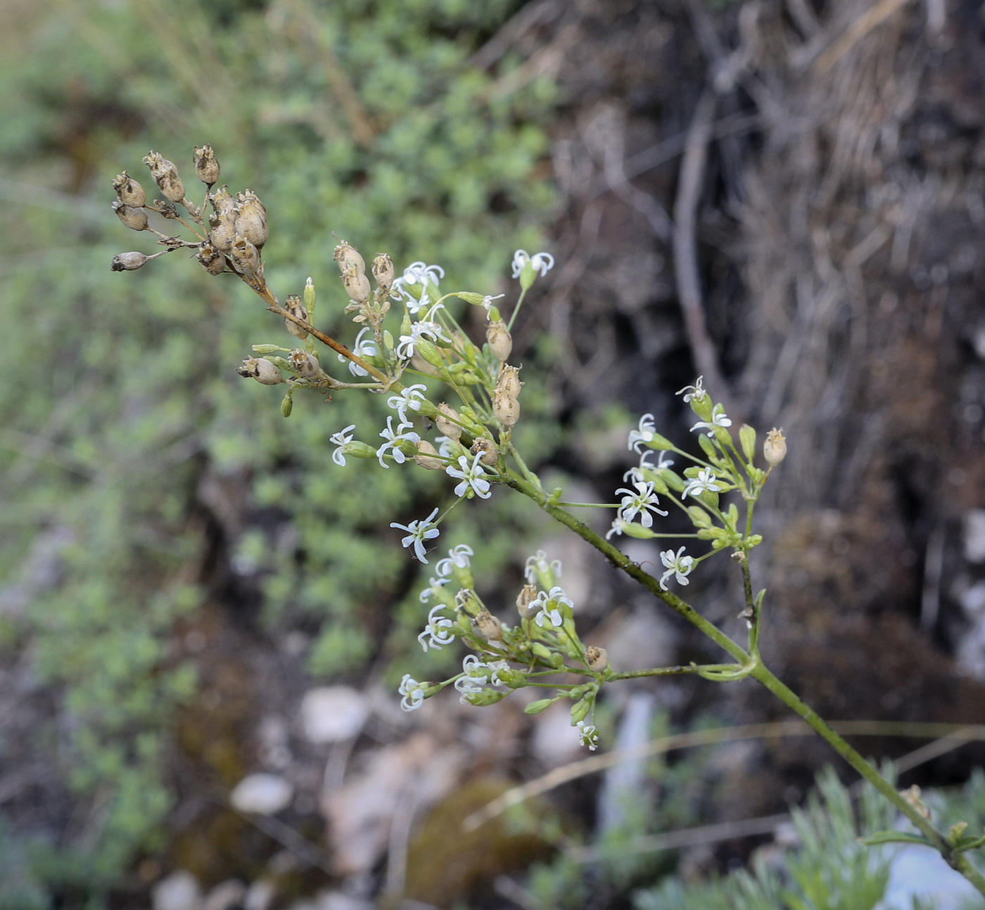 Image of Silene klokovii specimen.