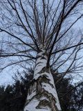 Betula pendula