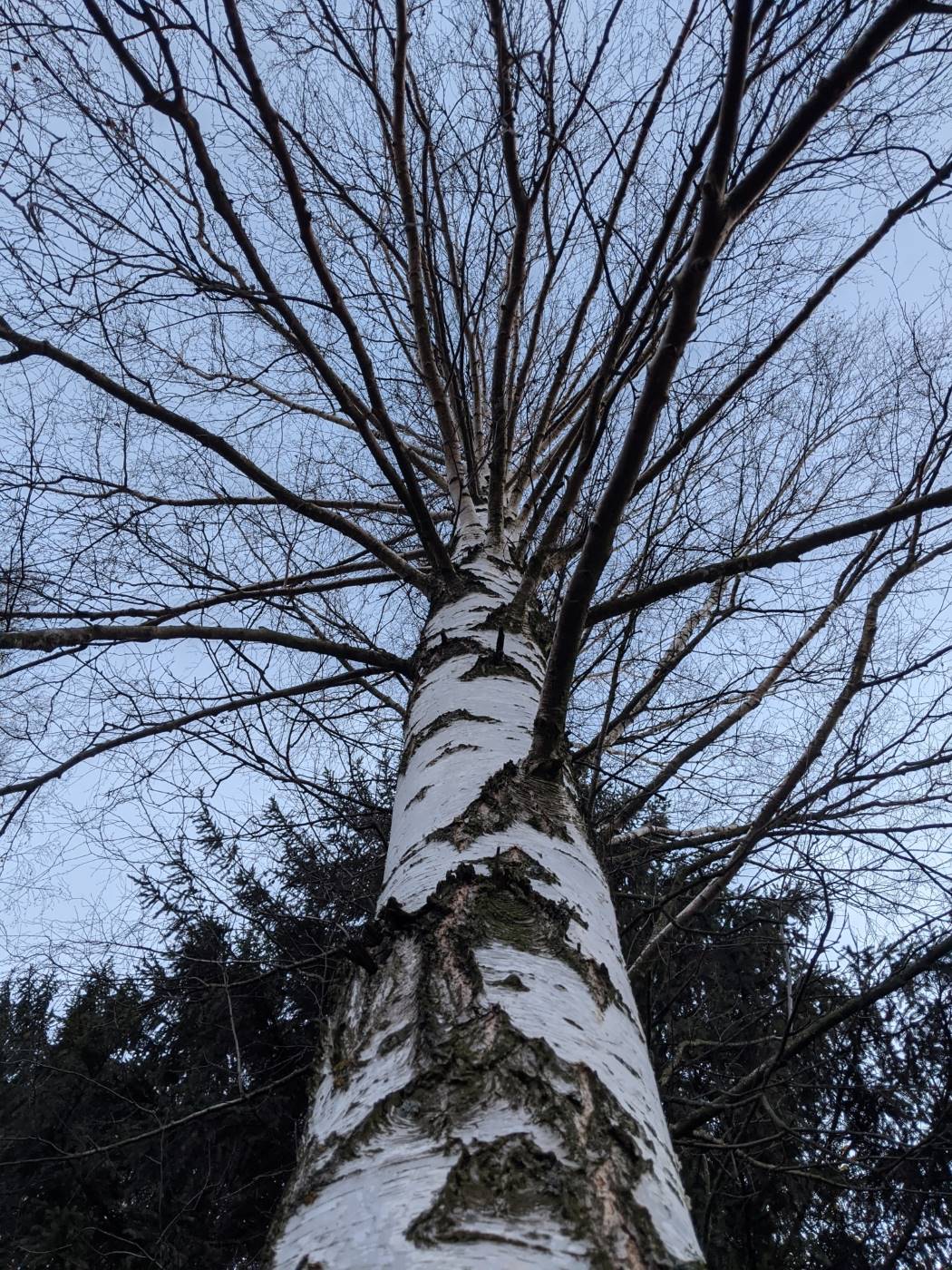 Image of Betula pendula specimen.