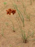Carex physodes