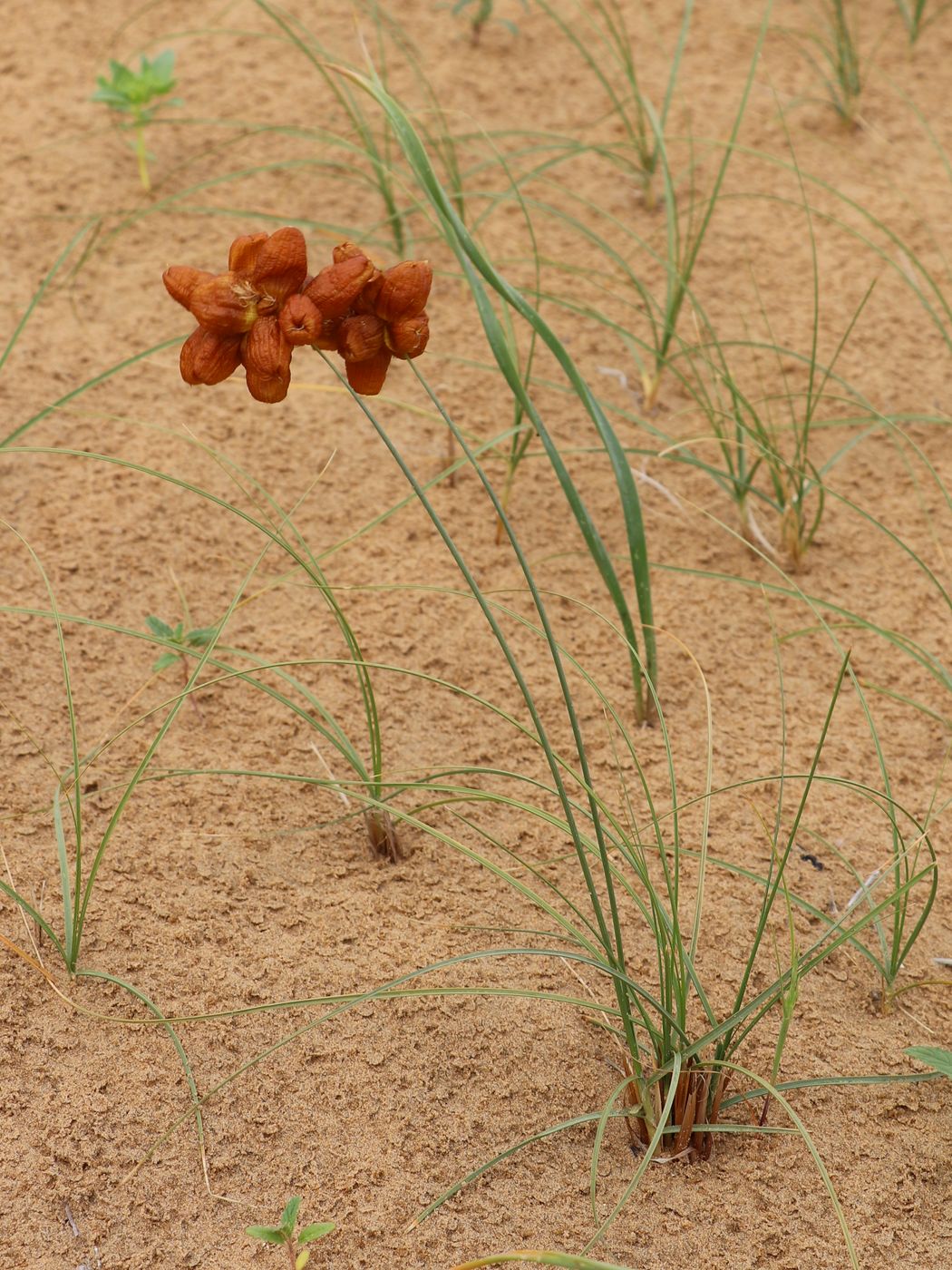 Изображение особи Carex physodes.