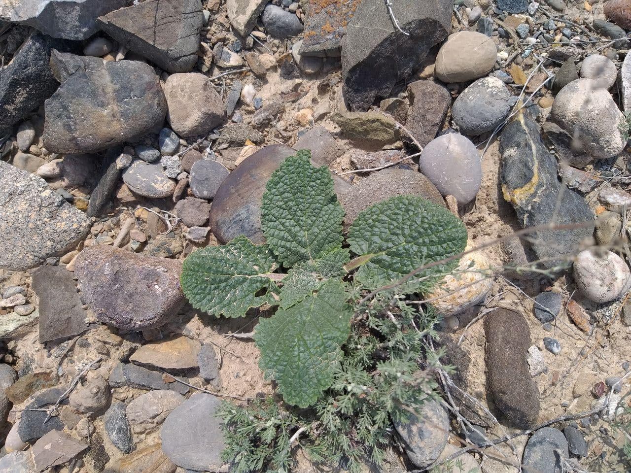 Image of Eremostachys isochila specimen.