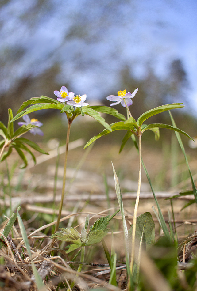 Изображение особи Anemone caerulea.