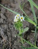 Argusia sibirica