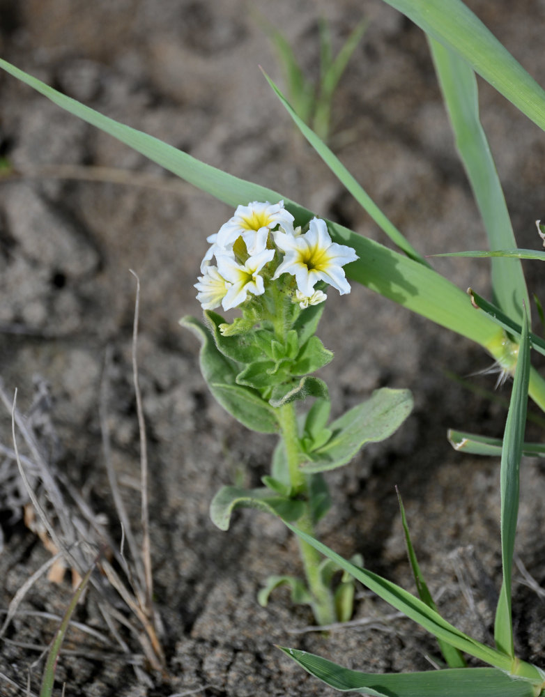 Изображение особи Argusia sibirica.