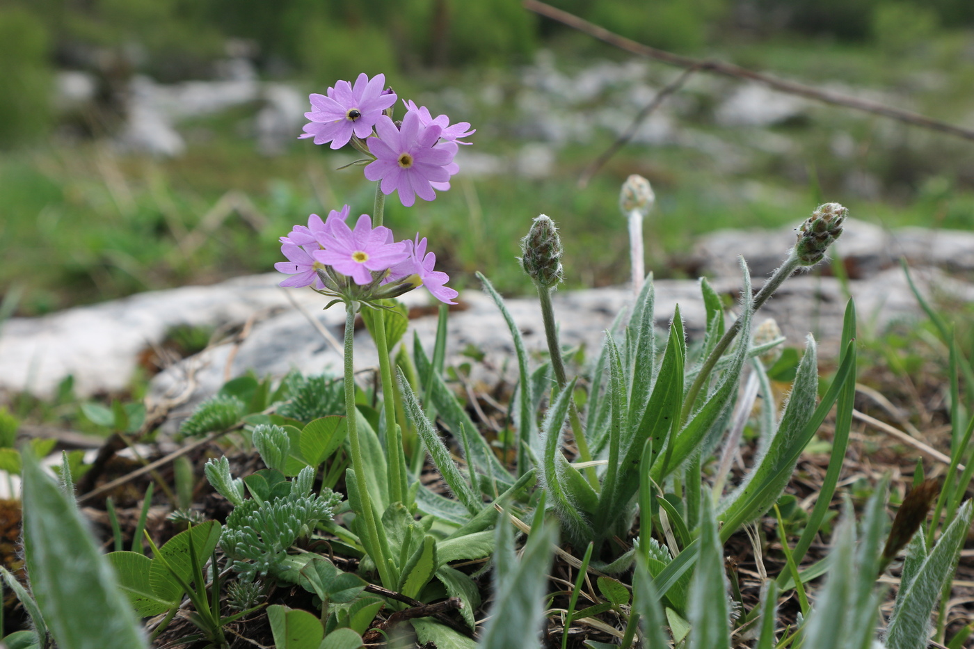 Image of Primula algida specimen.