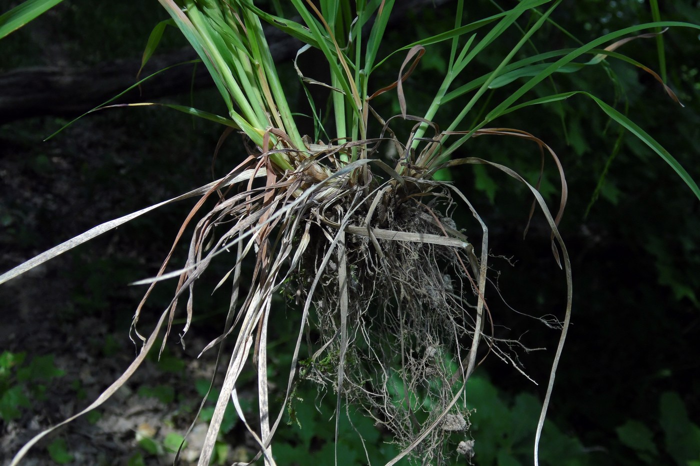 Изображение особи Dactylis glomerata.