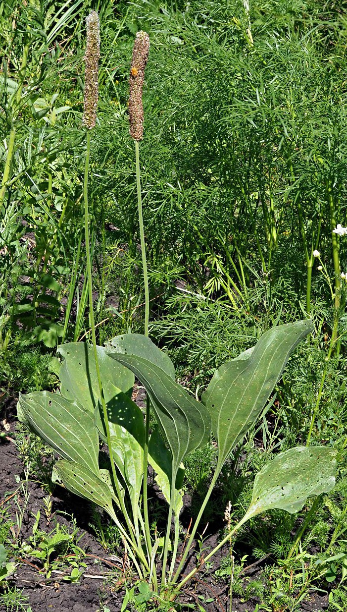 Изображение особи Plantago maxima.