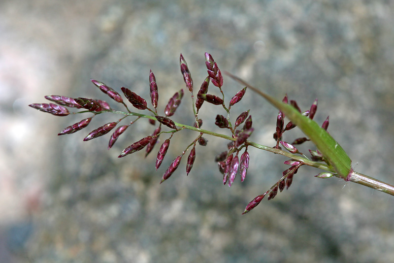 Изображение особи Eragrostis minor.