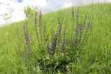 Salvia stepposa