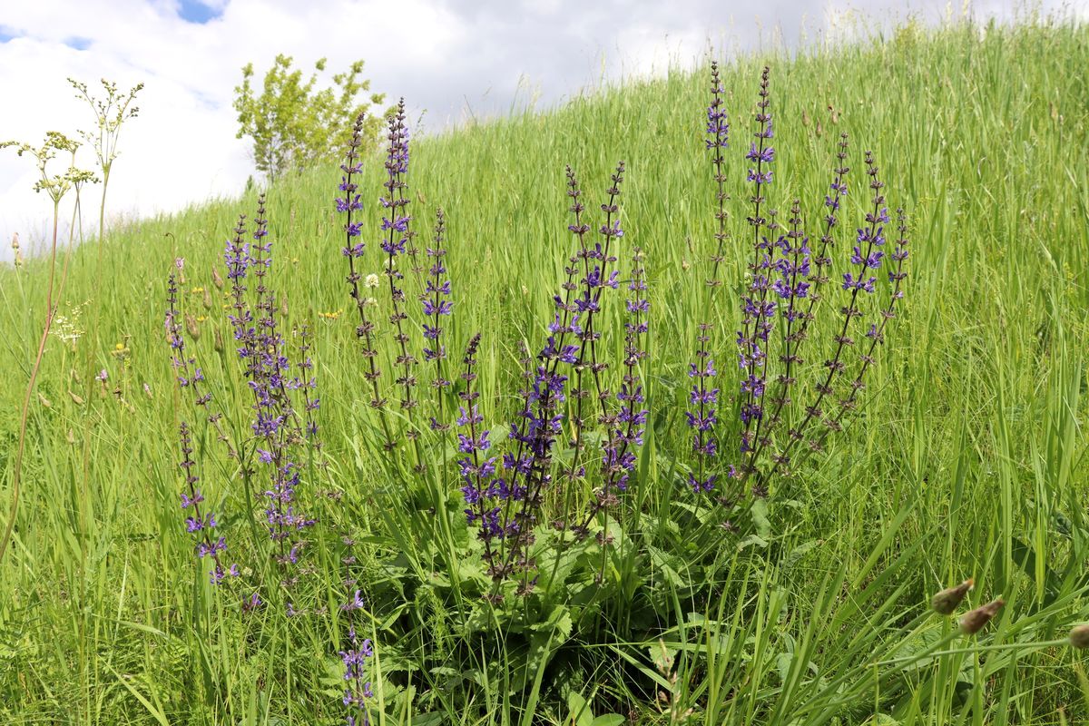 Изображение особи Salvia stepposa.