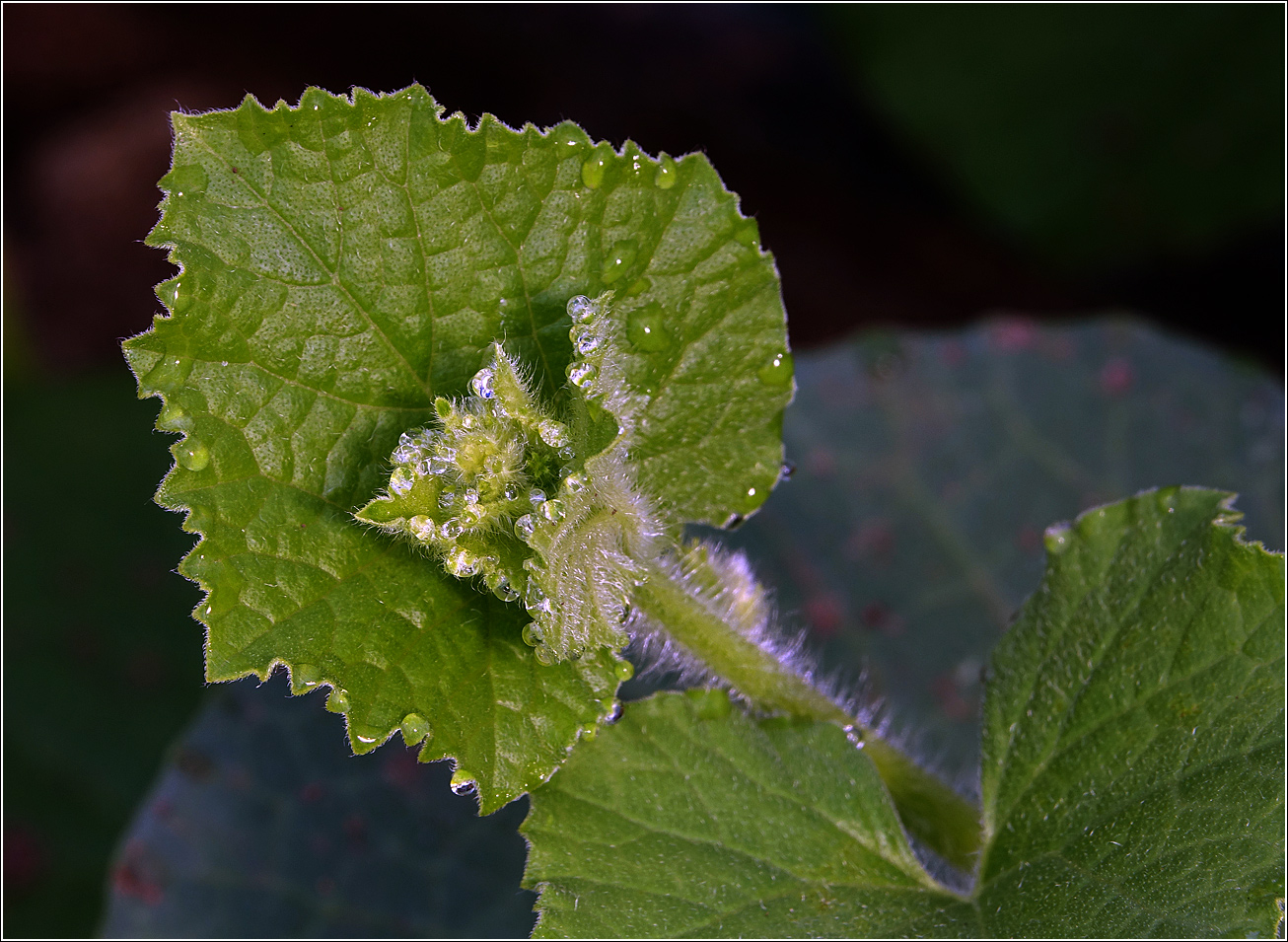 Изображение особи Cucumis sativus.