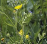 Potentilla thuringiaca