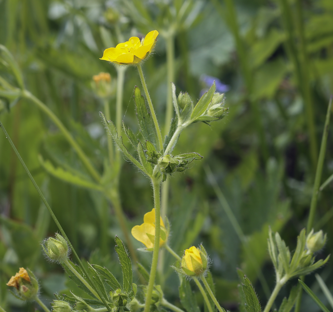 Image of Potentilla thuringiaca specimen.