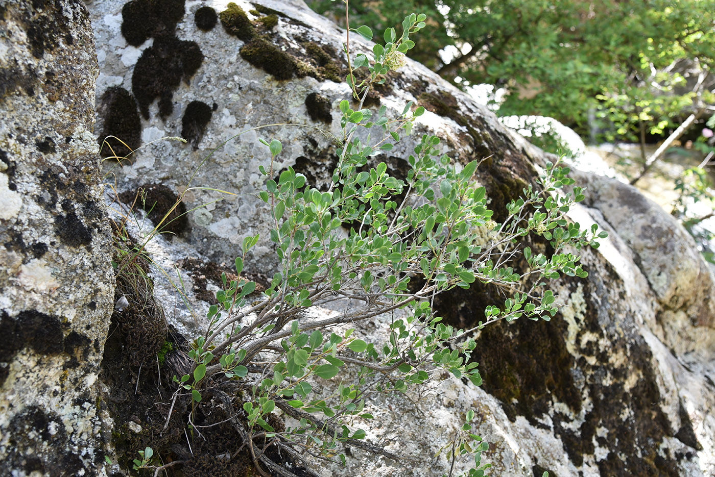 Изображение особи Atraphaxis pyrifolia.