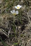 Ranunculus pyrenaeus