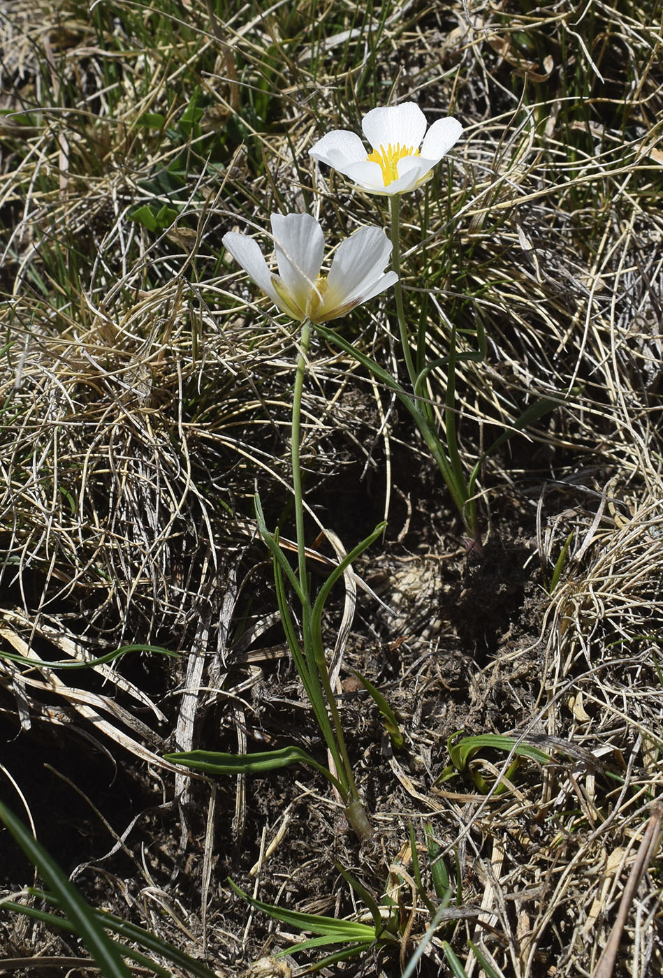 Изображение особи Ranunculus pyrenaeus.