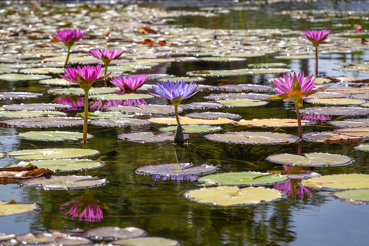 Изображение особи Nymphaea odorata.