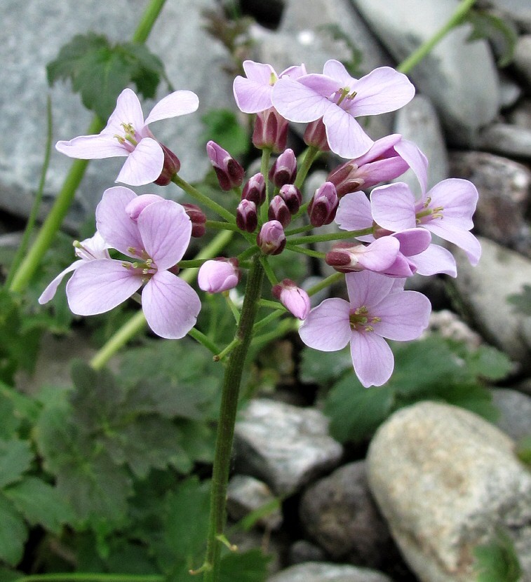 Изображение особи Cardamine macrophylla.