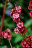Rheum maximowiczii