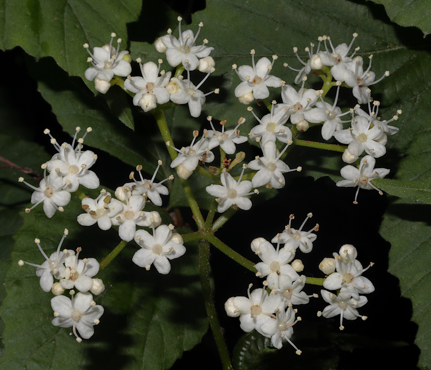 Image of Viburnum wrightii specimen.