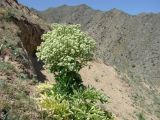 Ferula foetida. Плодоносящее растение. Узбекистан, Джизакская обл., хр. Нуратау, Нуратинский заповедник, ур. Маджерумсай, около 800 м н.у.м. 02.05.2011.