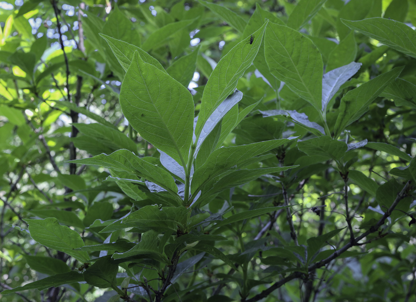 Image of Lonicera alpigena specimen.