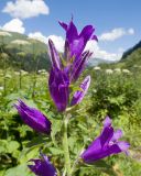 Campanula latifolia. Верхушка соцветия. Карачаево-Черкесия, Урупский р-н, Кавказский биосферный заповедник, Имеретинское ущелье, ≈ 1900 м н.у.м., субальпийский луг. 30.07.2022.