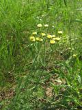 Tanacetum millefolium