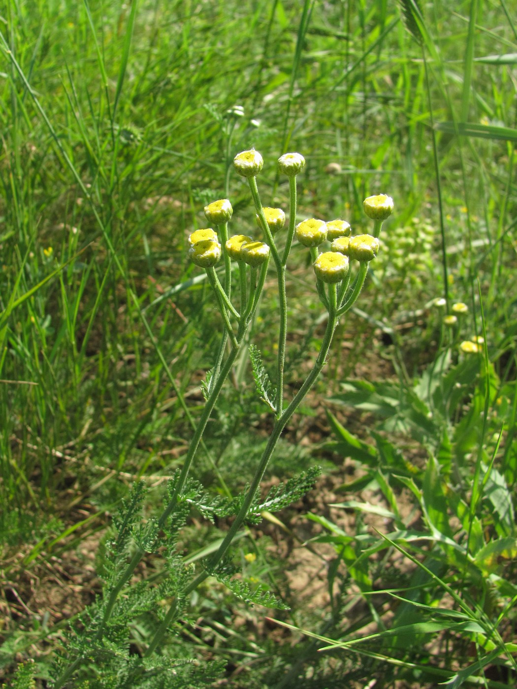 Image of Tanacetum millefolium specimen.