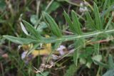 род Cirsium