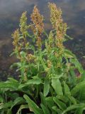 Rumex schischkinii